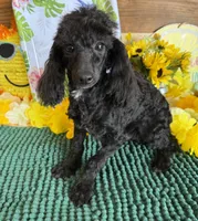 Raven, a male Poodle - Toy  for sale in Gaffney, SC – 2 of 4