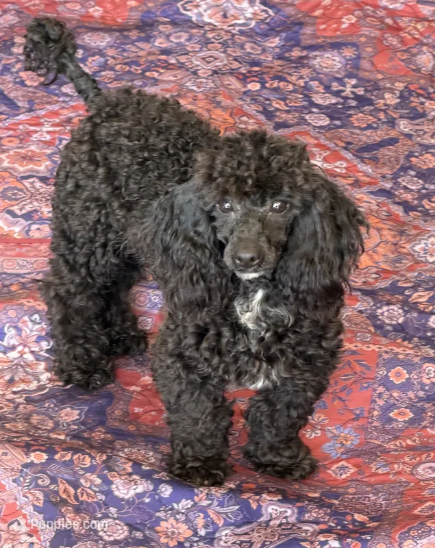 Raven – Poodle - Toy  puppy for sale in Gaffney, SC
