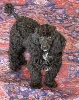 Raven, a male Poodle - Toy  for sale in Gaffney, SC – 1 of 3