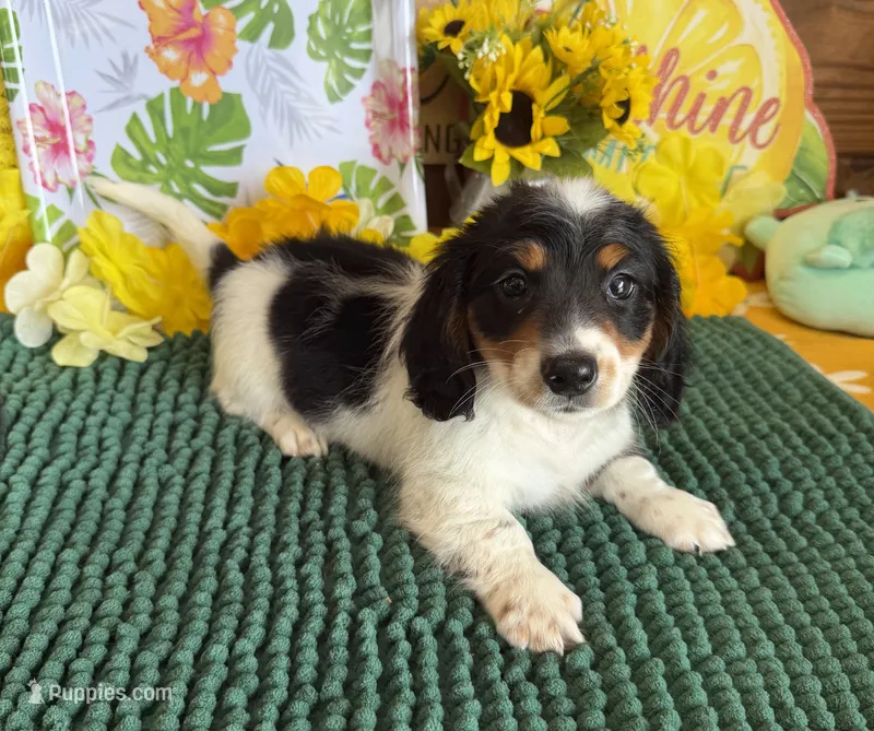 Oscar – Miniature Dachshund puppy for sale in Gaffney, SC
