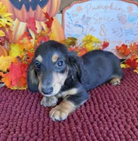 Ramsey, a male Miniature Dachshund for sale in Gaffney, SC – 3 of 3