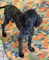 Rascal, a male Poodle - Miniature  for sale in Gaffney, SC – 4 of 4