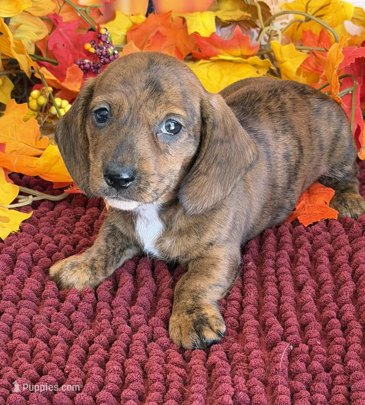 Tiger – Miniature Dachshund puppy for sale in Gaffney, SC