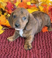 Tiger, a male Miniature Dachshund for sale in Gaffney, SC – 1 of 3