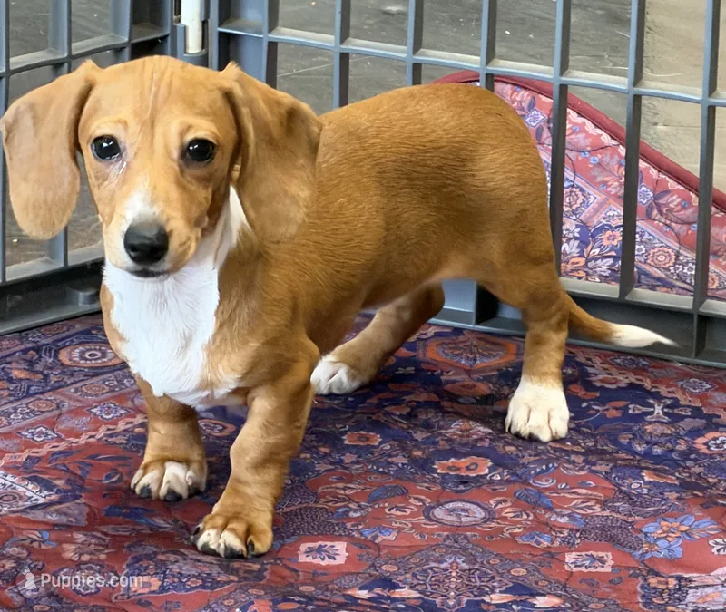 Annie – Miniature Dachshund puppy for sale in Gaffney, SC