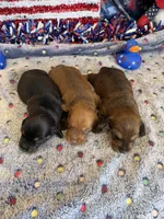 Rhett, a male Dachshund for sale in Gaffney, SC – 3 of 4