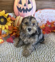 Cosmo, a male Cockapoo for sale in Gaffney, SC – 3 of 3