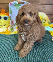 Teddy, a male Miniature Labradoodle for sale in Gaffney, SC – 2 of 4