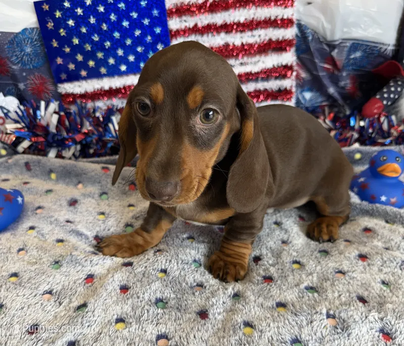 Bucky – Dachshund puppy for sale in Gaffney, SC