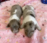 Shabam, a female Miniature Dachshund for sale in Gaffney, SC – 2 of 3