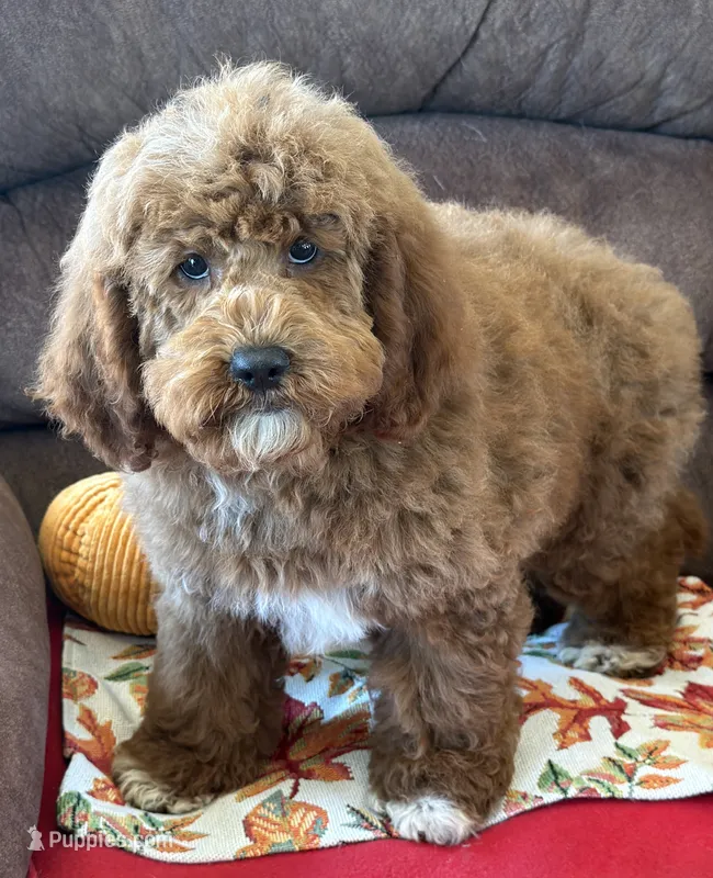 Dolly – Miniature Labradoodle puppy for sale in Gaffney, SC