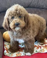 Dolly, a female Miniature Labradoodle for sale in Gaffney, SC – 1 of 3