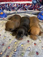 Rhett, a male Dachshund for sale in Gaffney, SC – 4 of 4