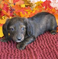 Marvin, a male Miniature Dachshund for sale in Gaffney, SC – 3 of 3