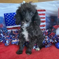 Lady, a female Poodle - Toy  for sale in Gaffney, SC – 2 of 3