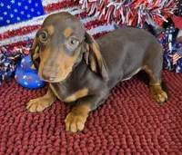 Earnie, a male Dachshund for sale in Gaffney, SC – 2 of 3