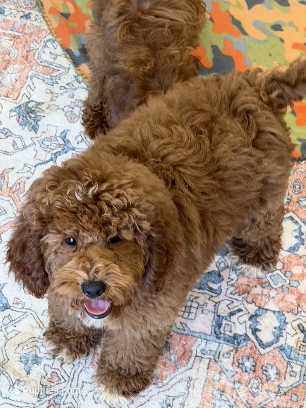 Dolly – Miniature Labradoodle puppy for sale in Gaffney, SC