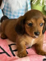 Rowdy, a male Miniature Dachshund for sale in Gaffney, SC – Photo 1 of 3