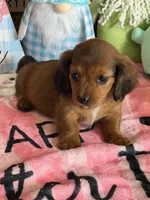 Rowdy, a male Miniature Dachshund for sale in Gaffney, SC – Photo 2 of 3