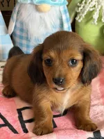 Rowdy, a male Miniature Dachshund for sale in Gaffney, SC – Photo 3 of 3