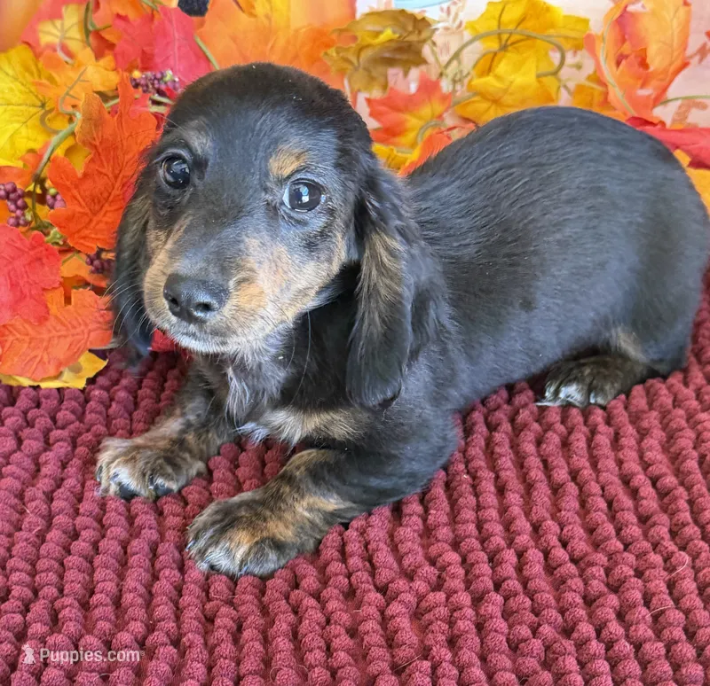 Radar – Miniature Dachshund puppy for sale in Gaffney, SC