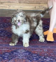 Jasmine, a female Miniature Labradoodle for sale in Gaffney, SC – 2 of 5