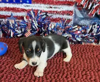 Darla, a female Miniature Dachshund for sale in Gaffney, SC – 3 of 3