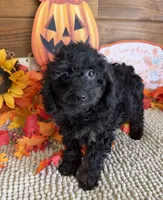 Cassidy, a female Cockapoo for sale in Gaffney, SC – 3 of 3