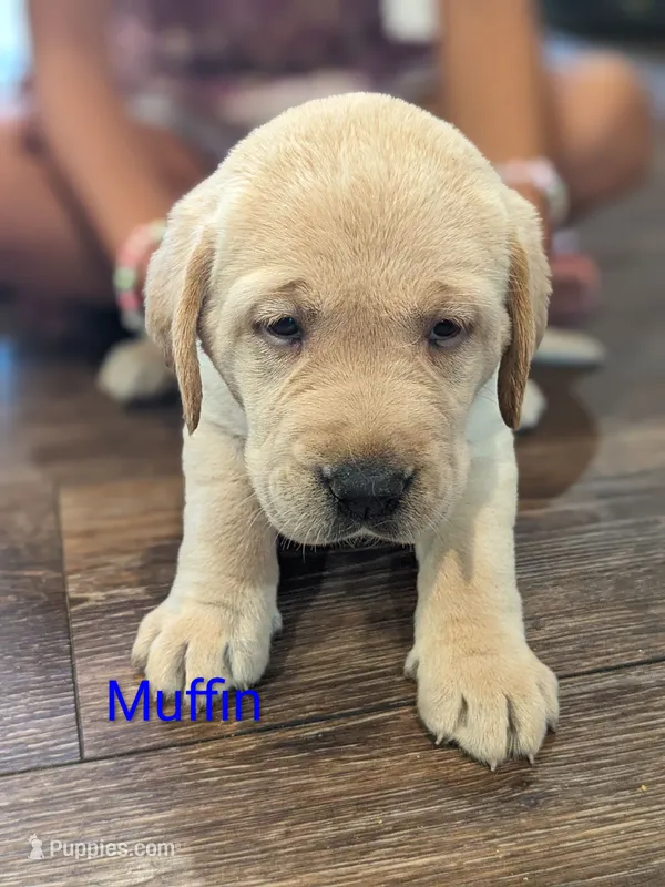 AKC English Labrador Puppy Female - Muffin – Labrador Retriever puppy for sale in Canton, TX