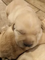 AKC English Labrador Puppy Female - Daisy, a female Labrador Retriever for sale in Canton, TX – 1 of 10
