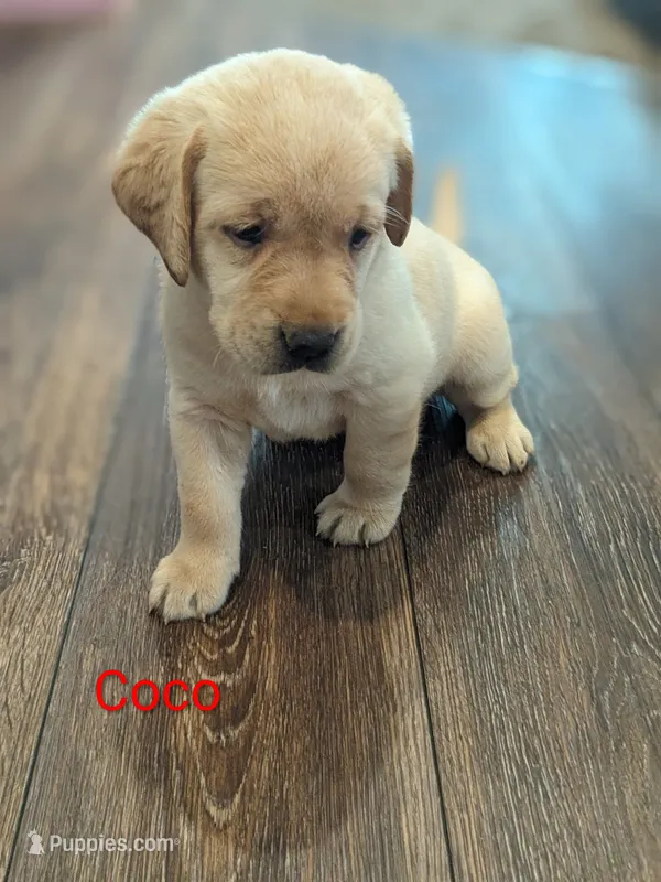 AKC English Labrador Puppy Female - Coco – Labrador Retriever puppy for sale in Canton, TX
