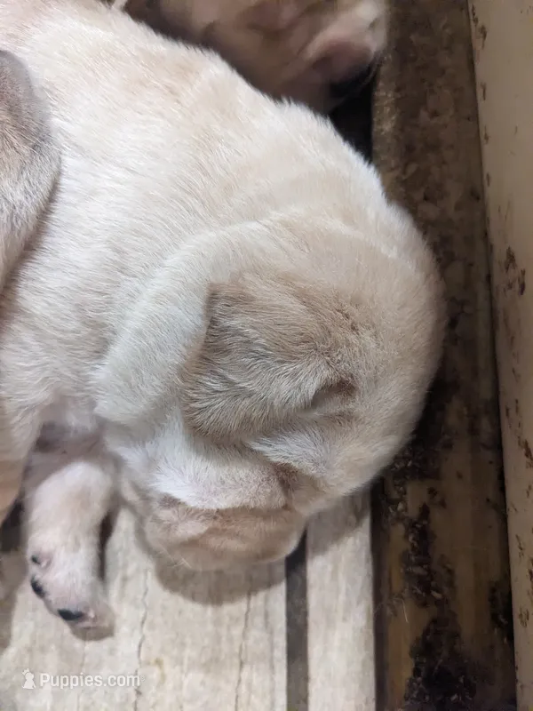 AKC English Labrador Puppy Female - Millie – Labrador Retriever puppy for sale in Canton, TX