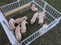 AKC English Labrador Puppy Female - Millie, a female Labrador Retriever for sale in Canton, TX – 8 of 10