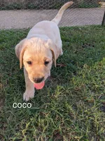 AKC English Labrador Puppy Female - Coco, a female Labrador Retriever for sale in Canton, TX – 6 of 10