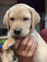 AKC English Labrador Puppy Female - Daisy, a female Labrador Retriever for sale in Canton, TX – 5 of 10