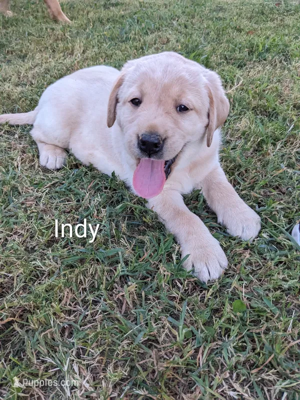 AKC English Labrador Puppy Female - Indy – Labrador Retriever puppy for sale in Canton, TX