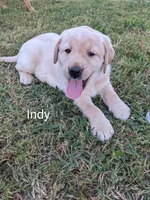 AKC English Labrador Puppy Female - Indy, a female Labrador Retriever for sale in Canton, TX – 1 of 10