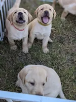  AKC English Labrador Puppy Female - Willow, a female Labrador Retriever for sale in Canton, TX – 9 of 10