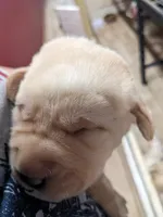  AKC English Labrador Puppy Male - Winston, a female Labrador Retriever for sale in Canton, TX – 1 of 10