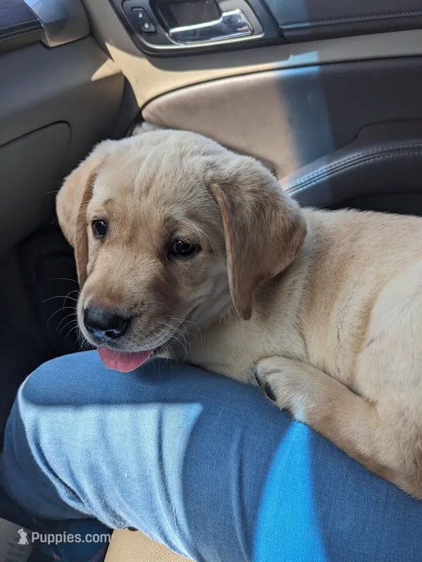 AKC English Labrador Puppy Female - Coco – Labrador Retriever puppy for sale in Canton, TX