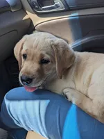 AKC English Labrador Puppy Female - Coco, a female Labrador Retriever for sale in Canton, TX – 1 of 10