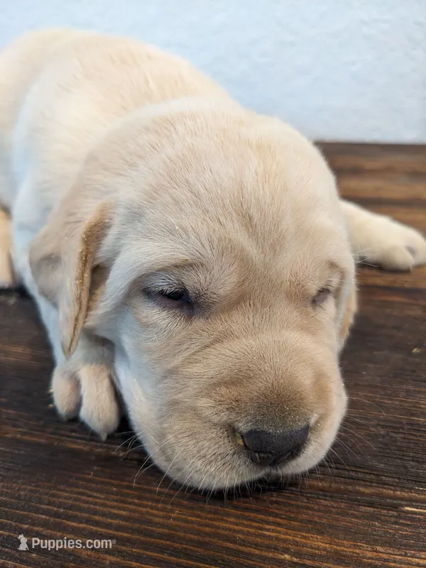 AKC English Labrador Puppy Female - Honey – Labrador Retriever puppy for sale in Canton, TX