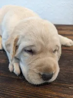 AKC English Labrador Puppy Female - Honey, a female Labrador Retriever for sale in Canton, TX – 4 of 10