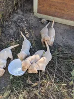 AKC English Labrador Puppy Female - Clover, a female Labrador Retriever for sale in Canton, TX – 9 of 10