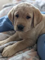 AKC English Labrador Puppy Female - Indy, a female Labrador Retriever for sale in Canton, TX – 2 of 10
