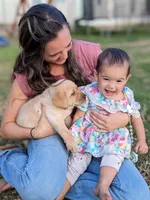 AKC English Labrador Puppy Female - Clover, a female Labrador Retriever for sale in Canton, TX – 4 of 10