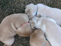 AKC English Labrador Puppy Female - Chili, a female Labrador Retriever for sale in Canton, TX – 8 of 10