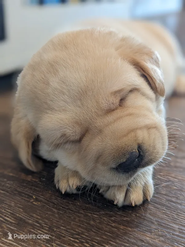 AKC English Labrador Puppy Female - Coco – Labrador Retriever puppy for sale in Canton, TX