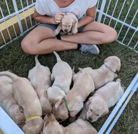  AKC English Labrador Puppy Female - Willow, a female Labrador Retriever for sale in Canton, TX – 2 of 10