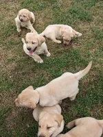 AKC English Labrador Puppy Female - Chili, a female Labrador Retriever for sale in Canton, TX – 10 of 10